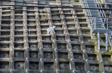 Escaped Goat Makes Home On Concrete Railway Bank