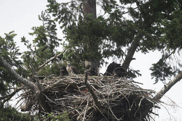 Eagle Family Adopt Hawk Chick