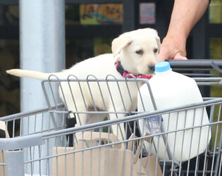 Caitlyn Gets Cute Cuddly Companion