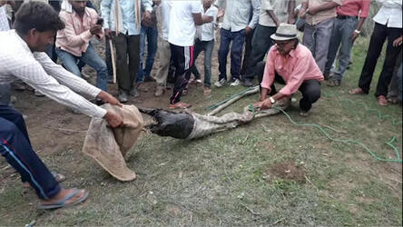 VISUALS SHOW WILDLIFE WORKERS PULLING OUT GOAT FROM 15 FEET LONG PYTHON S MOUTH VISUALS SHOW WILDLIFE WORKERS PULLING OUT GOAT FROM 15 FEET LONG PYTHON S MOUTH