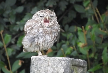 TINY YAWNING OWL