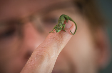 MPM BABY_CHAMELEONS 8