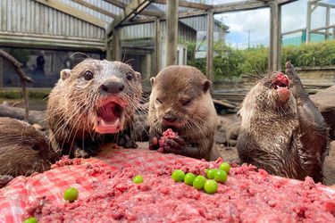 Otter gets surprise birthday cake at zoo