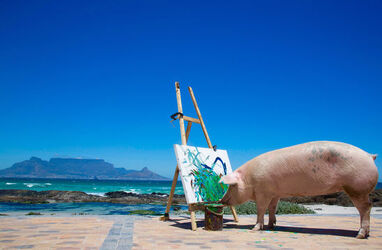 Pigcasso The Painting Pig