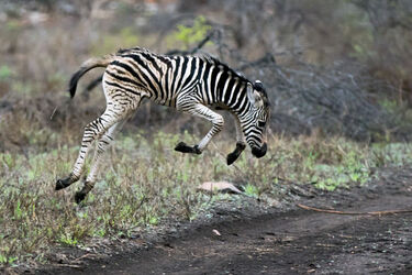 Jumping for Joy Zebra