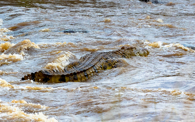 When this crocodile went in for a bite of a zebra it wasn t expecting to be bitten back.
