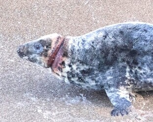Seal with rope wrapped so tightly around her neck skin had grown over it is finally set free Seal with rope wrapped so tightly around her neck skin had grown over it is finally set free
