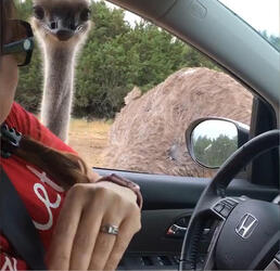 Impatient Ostrich Attack