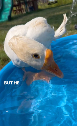 Life Goose On For Bendy Neck Benny Life Goose On For Bendy Neck Benny