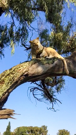 LION CUBS MONKEY AROUND