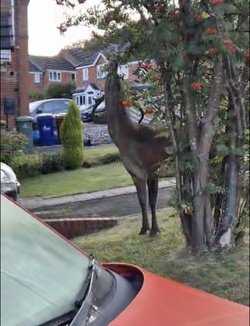 Mum taking bins out shocked to find huge red DEER on front lawn