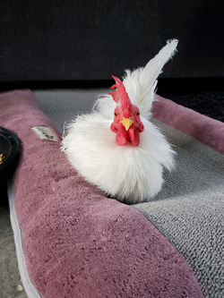 WHAT AN EGGCITING LIFE RESCUE CHICKENS SAVED FROM DEATH BY ANIMAL LOVER NOW LIVE LIKE PAMPERED PET DOGS IN LUXURY FARMHOUSE