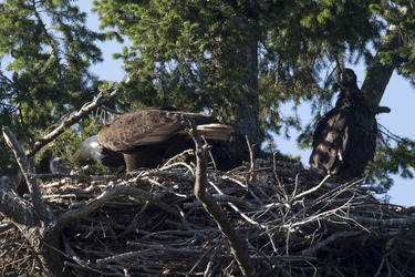 Eagle Family Adopt Hawk Chick