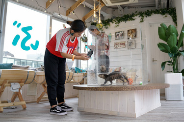 WORLDS FIRST CHINCHILLA CAFE