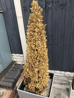 GENIUS MUM USES GREEN SPRAY PAINT TO BRING HER DEAD PLANTS BACK TO LIFE