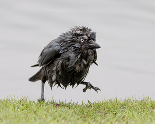 FUNNY images show a fluffy jackdaw drying itself off after enjoying a bath at a London park.