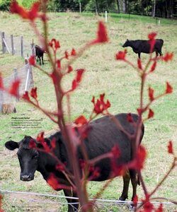 A homemade Christmas