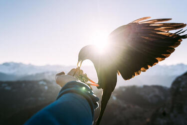 THE HUMAN BIRD TABLE...ON TOP OF A MOUNTAIN