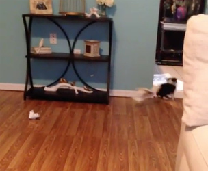 COCKATOO CHASES ADORABLE PUPPY AROUND HOUSE COCKATOO CHASES ADORABLE PUPPY AROUND HOUSE