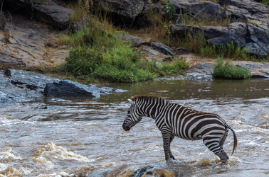 When this crocodile went in for a bite of a zebra it wasn t expecting to be bitten back.