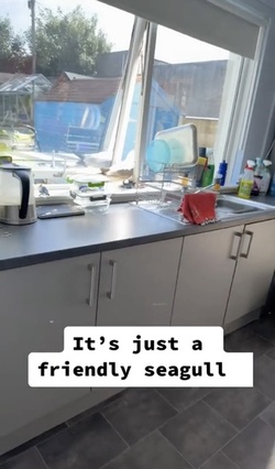 VIDEO Sous gull chef Mother left fuming after unwanted flying rat causes havoc in her KITCHEN