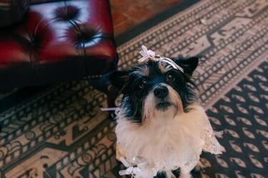 VIDEO Dogs tie the knot in plush wedding ceremony