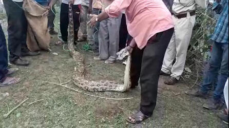 VISUALS SHOW WILDLIFE WORKERS PULLING OUT GOAT FROM 15 FEET LONG PYTHON S MOUTH VISUALS SHOW WILDLIFE WORKERS PULLING OUT GOAT FROM 15 FEET LONG PYTHON S MOUTH