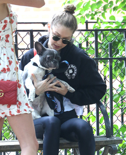 Gigi Hadid takes Zayn Malik s dog for a walk in New York City.