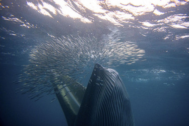 Whale Almost Swallows Diver Whale Almost Swallows Diver