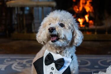 VIDEO Dogs tie the knot in plush wedding ceremony
