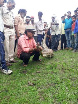 VISUALS SHOW WILDLIFE WORKERS PULLING OUT GOAT FROM 15 FEET LONG PYTHON S MOUTH VISUALS SHOW WILDLIFE WORKERS PULLING OUT GOAT FROM 15 FEET LONG PYTHON S MOUTH
