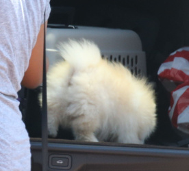 Nori West takes her puppy Sushi to the park to see horses Nori West takes her puppy Sushi to the park to see horses