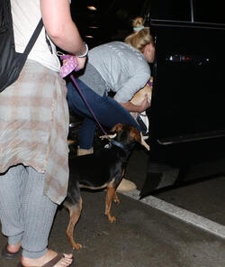 Ashley Greene and fiance take their dog on a plane