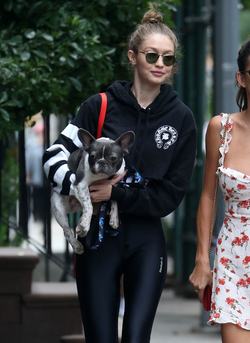 Gigi Hadid takes Zayn Malik s dog for a walk in New York City.