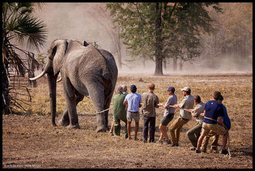 Prince Harry in Africa