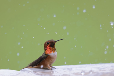 STUNNING HUMMINGBIRD PIERCES WATER DROPLET WITH ITS BEAK
