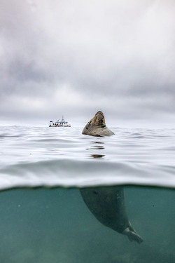 SEAL LARIOUS CAPTURE Grey Seal Caught Yawning Up A Storm SEAL LARIOUS CAPTURE Grey Seal Caught Yawning Up A Storm