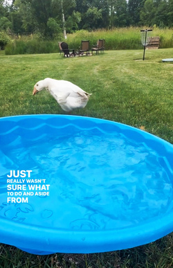 Life Goose On For Bendy Neck Benny Life Goose On For Bendy Neck Benny