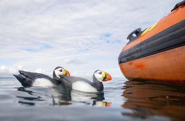 Spot the Fake Puffin Buddy