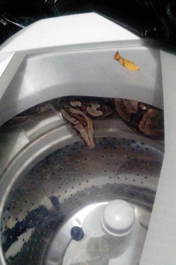 SLITHERING CYCLES 7FT SNAKE FOUND HIDING IN WASHING MACHINE