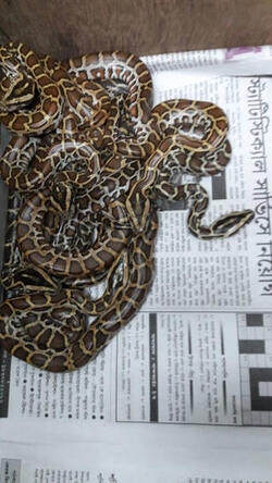 PYTHONS GIVE BIRTH 56 SNAKELINGS