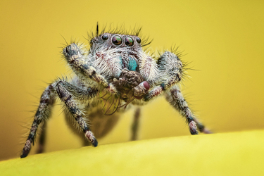 AMAZING SPIDER CLOSEUPS