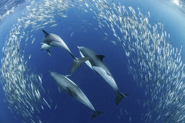 Whale Almost Swallows Diver Whale Almost Swallows Diver