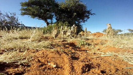 MEERKATS ATTACK GO PRO