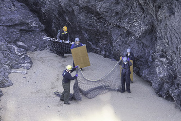 Seal with rope wrapped so tightly around her neck skin had grown over it is finally set free Seal with rope wrapped so tightly around her neck skin had grown over it is finally set free