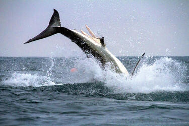 GREAT WHITE SHARK BREACH