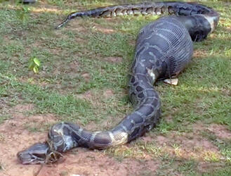 PYTHON EATS GOAT