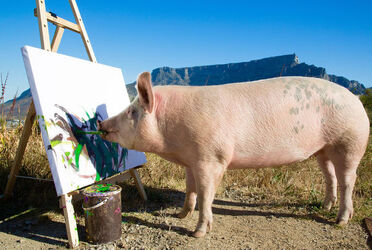Pigcasso The Painting Pig