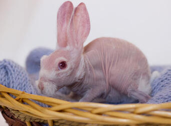 BALD BUNNY THAT WAS DESTINED FOR DEATH SHOOTS TO SOCIAL MEDIA STARDOM AFTER GETTING A SECOND LEASE ON LIFE