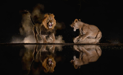 LIONS HAVE A ROARING AFFAIR AT THE WATERING HOLE LIONS HAVE A ROARING AFFAIR AT THE WATERING HOLE